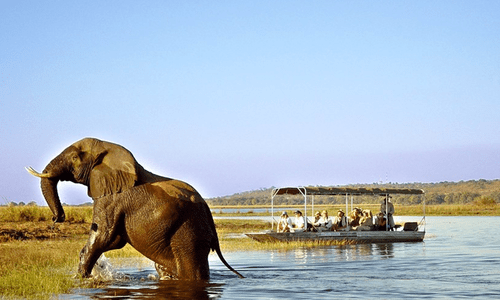 elephant standing in river