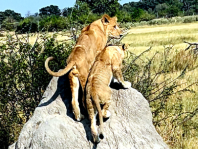 2 lions on rock